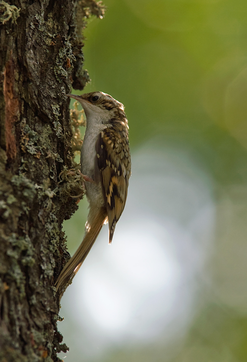 rampichino alpestre